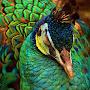 @jaspergillgannon4991