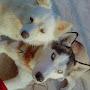 @Doglover-i4r