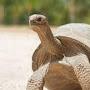 @turtlewarrior7946