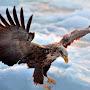 @EagleSky-q1c