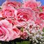 @somayazoulfakar9861