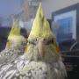 @birdiethecockatielrandt1840