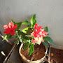 @sumalathareddy9172