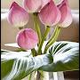 @vanpham2539
