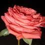 @rock_star_73