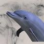 @dolphin2048
