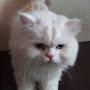 @chinhsienlin9689