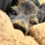 @Poochpatrol