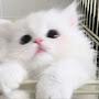 @Lin-q8i