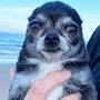 @sealhuahua