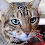 @neilrodewald7800