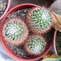 @TRB_cactusfishball