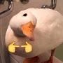 @DuckQuack110