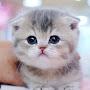 @catdrawlovers