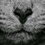 @ilovecatsijustlovecats3944