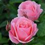 @Sally66Titanic