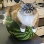 @waterMelonCat-k4i
