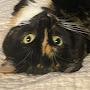 @StevieRicosCats