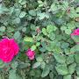 @ghaidaa.s.m3922