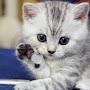 @ebrargul8503