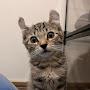@tigger-tigret