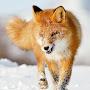 @Mex_the_Fox