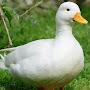 @Aflack.quacks