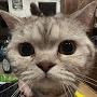 @soufflethecat
