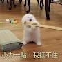 @青爭魚-b6h
