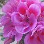@gorkhali3875