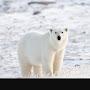 @Polar_Bear7