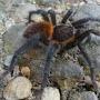 @FredTheSpider
