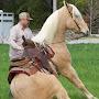 @Parhamhorseandmuleco