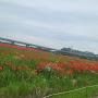 @니소식-v4o