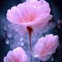 @constantin_cerneidaniela4469