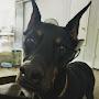 @roguedobie