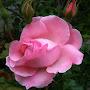 @nicoled9765