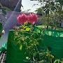 @Gardenmani12