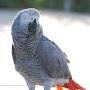 @heygrayparrot
