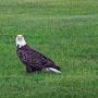 @BlackWhiteEagle