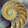 @nautilusaf2129