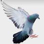 @davidward5377