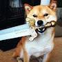 @dogking4393