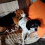 @dogrescuer1321