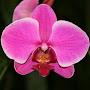 @orchidlover5858