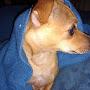 @sweetmissypetuniawilson9206