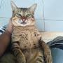 @gatotsulaiman2055