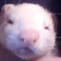 @ferretlover712