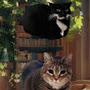 @Maxwell_and_oiia_bestcats