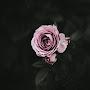 @mozartiwe